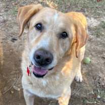 Thumbnail photo of SCOOBY #1