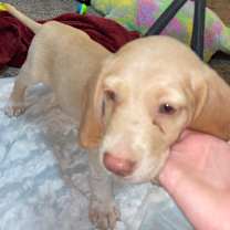 Thumbnail photo of Biscuit #1