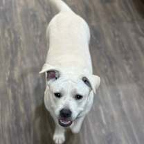 Thumbnail photo of Lolly #4