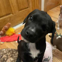 Thumbnail photo of Foxtrot #2