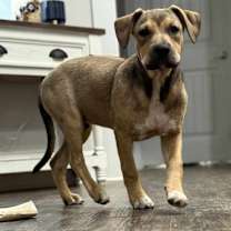 Thumbnail photo of Rocky #1