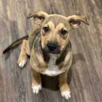 Thumbnail photo of Rocky #3