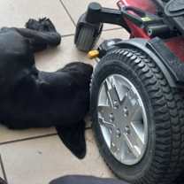 Thumbnail photo of Sarge #4