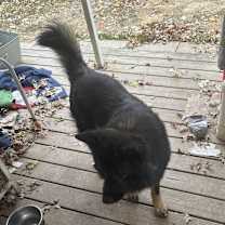 Thumbnail photo of Sarge #3