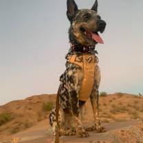 Thumbnail photo of Cora #4