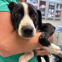 Thumbnail photo of Bobo #2