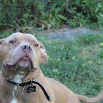 Thumbnail photo of Bingus #2