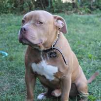 Thumbnail photo of Bingus #3