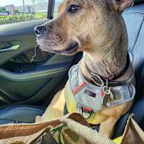 Thumbnail photo of McLaren #4