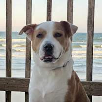 Thumbnail photo of Princessa SMG #1