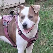 Thumbnail photo of Princessa SMG #3