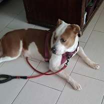 Thumbnail photo of Princessa SMG #4