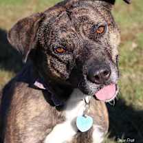 Thumbnail photo of Mocha #2