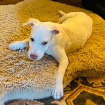 Thumbnail photo of ELIJAH #3