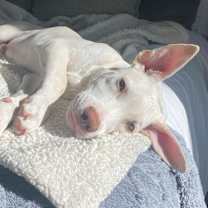 Thumbnail photo of ELIJAH #1