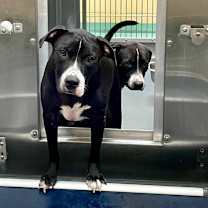 Thumbnail photo of Mr Thin Stripe #3