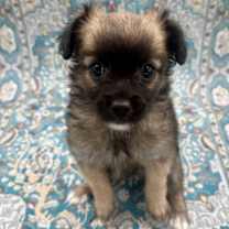 Thumbnail photo of DALIA #3