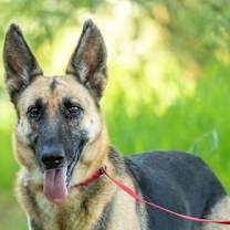 Thumbnail photo of Perdita #1