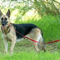 Thumbnail photo of Perdita #2