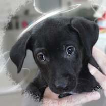 Thumbnail photo of Mallory #2