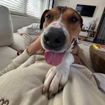 Thumbnail photo of Honeybun #2