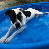 Thumbnail photo of Ponga #2