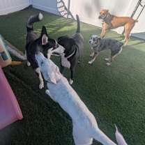 Thumbnail photo of Drogo #3