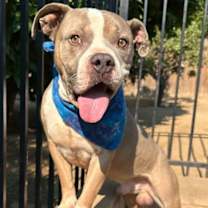 Thumbnail photo of Kobe #3