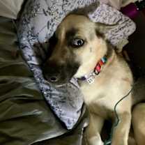 Thumbnail photo of Bonnie #4