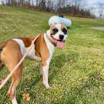 Thumbnail photo of Ace #1