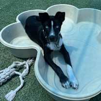 Thumbnail photo of Abby #2