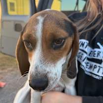 Thumbnail photo of Baxter #2