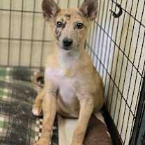 Thumbnail photo of Nessie #3