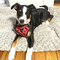 Thumbnail photo of Baron #1