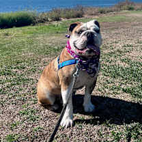 Thumbnail photo of Monty #2