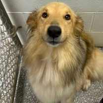 Thumbnail photo of Dusty #3