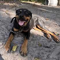 Thumbnail photo of Lilo #1