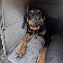 Thumbnail photo of Lilo #2