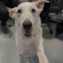 Thumbnail photo of PLUMA #1