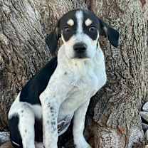 Thumbnail photo of Pugsley #3