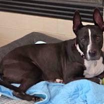 Thumbnail photo of Harley #2