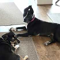 Thumbnail photo of Harley #3