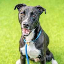 Thumbnail photo of HALO #3