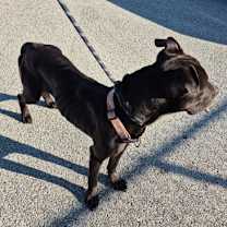 Thumbnail photo of Valentino #3