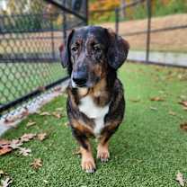 Thumbnail photo of Bean #1