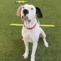 Thumbnail photo of Da Left #2