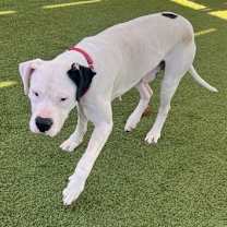 Thumbnail photo of Da Left #3