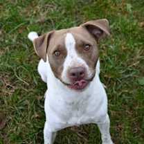 Thumbnail photo of Rooster Crows at Dawn #2