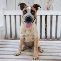 Thumbnail photo of BRIDGETTE #1