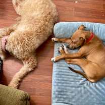 Thumbnail photo of Linus #2